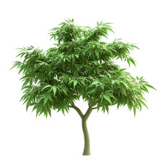The image presents a small, vibrant green tree isolated on transparent background.