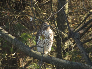 red tailed hawk