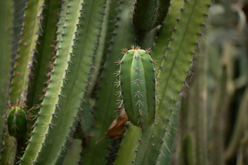 A view of a hybrid stenocereus dumortieri cactus.