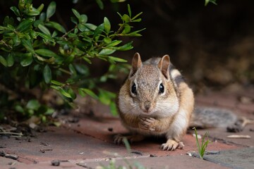 Fototapeta premium CHIPMUNK CLOSEUP 