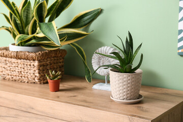 Succulents on shelf near green wall, closeup