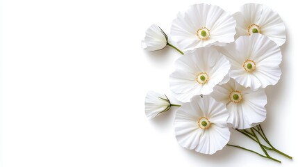 Delicate White Poppy Flower Arrangement on White Background