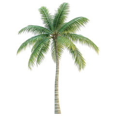 An isolated image featuring a tall palm tree with green leaves, ideal for tropical or nature-themed designs.