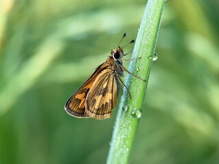 Macro Photography of Green Grass-Dart Skipper Butterfly on Dewy Grass Blade