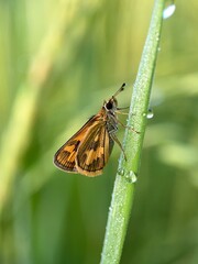 Macro Photography of Green Grass-Dart Skipper Butterfly on Dewy Grass Blade