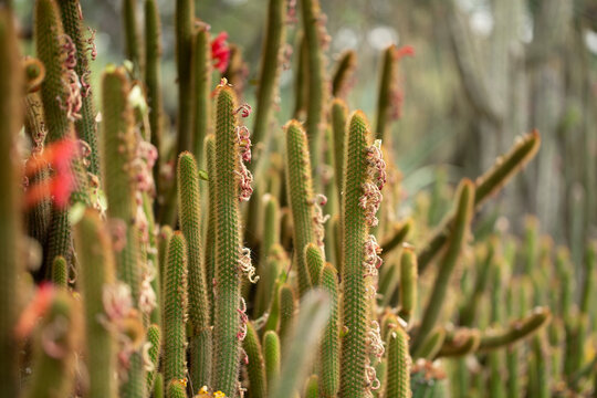 A view of an echinopsis allusion cactus plant.