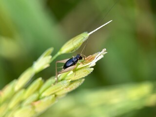Macro Photography of a Black Bush Cricket (Phyllopalpus pulchellus) on a Rice Plant