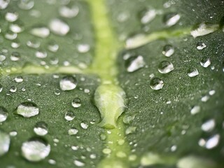 Macro Shot of Dewdrops on a Green Leaf