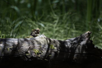 An old dry tree is covered in moss. Shadows on the old tree.