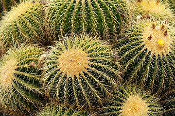 A view of some golden barrel cactuses.