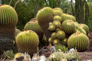 A view of several golden barrel cactuses.