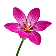 Unveil the Enchanting Grace of Hemsleya graciliflora