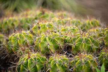 Fototapeta premium A view of a ferocactus robustus cactus plant.