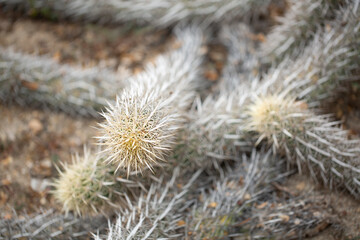A view of a creeping devil cactus plant.