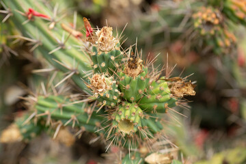 A closeup view of the Baja California cholla cactus plant.