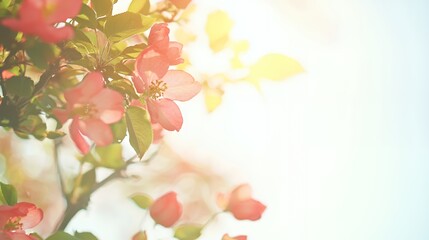 Fototapeta premium Pink Blossoms in Sunlight: Closeup of Delicate Spring Flowers