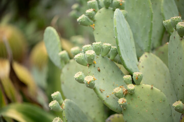 A view of the spineless prickly pear cactus plant.