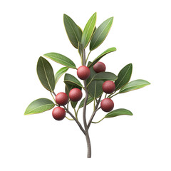 This isolated image displays a tree branch bearing ripe red fruits with vibrant green leaves isolated on transparent background.