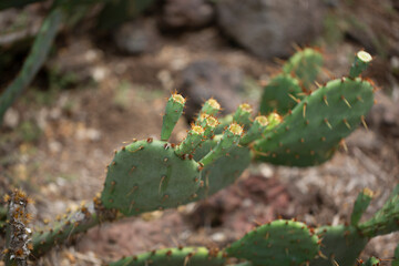 A view of a coastal prickly pear cactus.