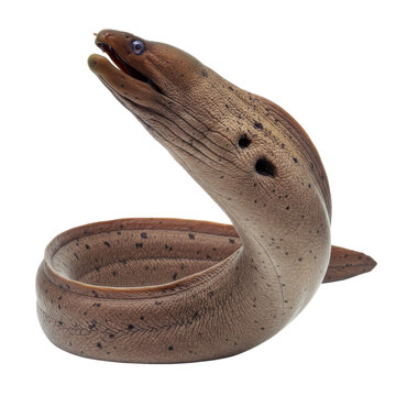 Dragon Moray Eel on high quality transparent background png