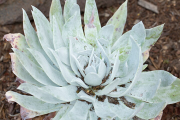 Fototapeta premium A view of a giant chalk dudleya plant.