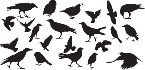 bird silhouette vector illustration, perfect for logo design,