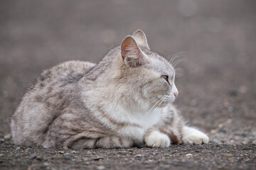 stray cat, alley cat