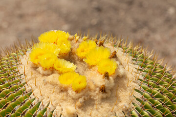 A view of flowers from the golden barrel cactus.