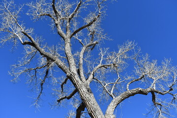 Scraggily tree with no leaves. Bright blue sky.