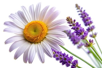 Obraz premium Delicate Daisies and Lavender Blossoms in a Summer Meadow