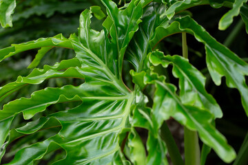A view of a leaf from a tree philodendron plant. © DAVID