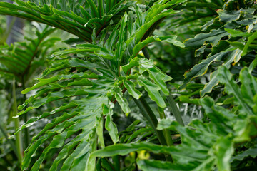 A view of a leaf from a tree philodendron plant.