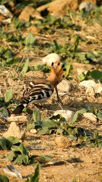 Eurasian Hoopoe Eating Worm - 4k Vertical Video