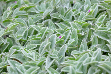 A view of the leaves of the tradescantia sillamontana plant.