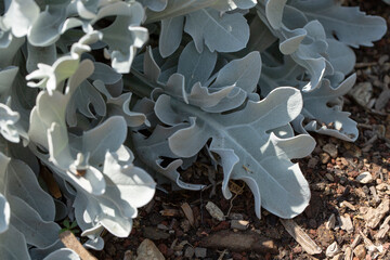 A closeup view of the leaves of a centaurea ragusina.