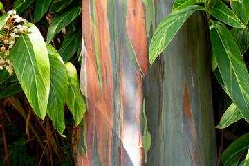 A view of a the bark of a Mindanao Gum tree.