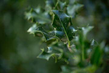 A view of the European holly plant.