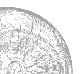 Gray monotone impression of end grain of wood slab. Tree rings art with texture and cracked surface.
