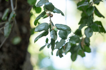 A view of leaves from a Coast Live Oak tree.