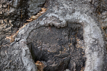 A view of of a branch wound on the trunk of a Coast Live Oak tree.