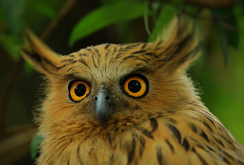 Close up. The owl is crushed by a tree leaf in the woods silent in the daytime.