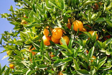 A view of Valencia oranges growing on a tree.