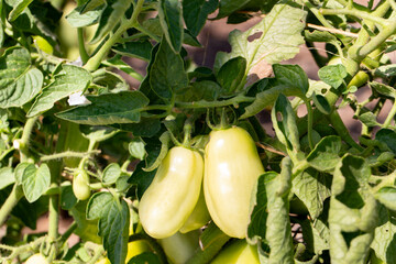 A view of unripe San Marzano tomatoes growing on the vine.