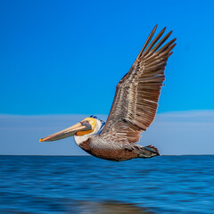 A brown pelican gliding effortlessly over the surface of the Sea of Cortez, with its large wings extended and beak pointing forward; the scene captures the grace and power of the pelican in flight