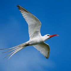 Obraz premium A red-billed tropicbird flying gracefully with its long tail streamers trailing behind; the bird's white plumage and bright red bill create a striking contrast against the blue sky