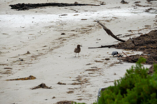Juvenile pacific gull (larus pacificus pacificus) and Australian raven (corvus coronoides coronoides ) on beach, Nubeena, Tasmania, Australia