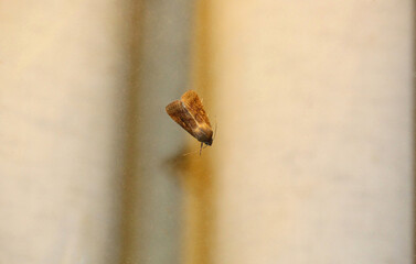 Native budworm moth (Helicoverpa punctigera), South Australia