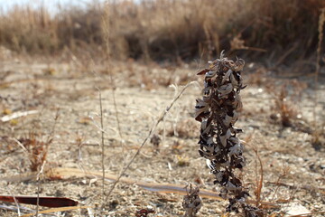 干ばつ：大地を覆う乾燥の爪痕