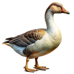 Brown and White Goose with Long Neck and Detailed Feather Patterns