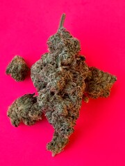 Fototapeta premium Cannabis flower, pink background